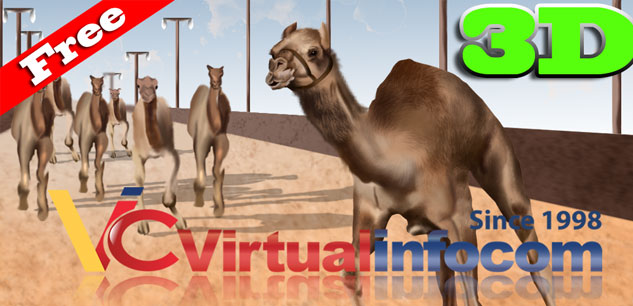 arabian camel race